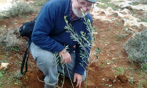 בתמונה: הרב יחיאל גריינימן במהלך נטיעות ט"ו בשבט