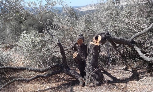 כבר עם תחילת המסיק נתגלו 3 מקרים של כריתת עצים