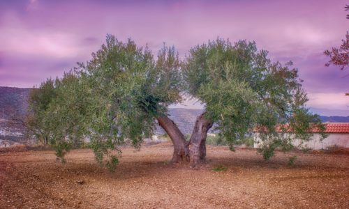 ט"ו בשבט, עץ זית, בשלח