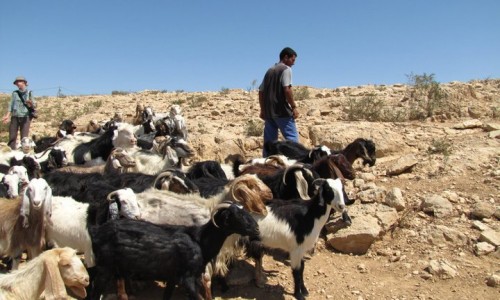 ליווי של פעילות ופעילים את תושבי אום אל ח'יר (בדרום הר חברון) בכדי שיוכלו להוציא את המרעה שלהם לשדות. הפעולה הסתיימה בהצלחה. לצערנו ישנו שיתוף פעולה בין המתנכלים בהתנחלות כרמל לבין הצבא - ואלו מונעים מתושבי אום אל חיר את הוצאת הכבשים והעיזים למרעה.