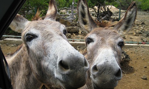 two hungry faces By robanhk cc: flickr