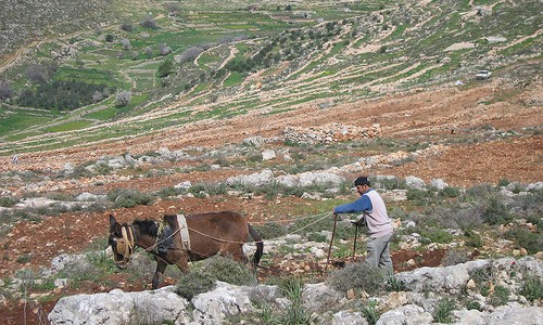 By Whewesץ Plowing the terraces in Wadi Fukin. cc: flicker