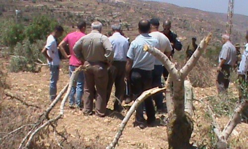 העצים הכרותים בסינג'יל. צילום: זכריא סדא