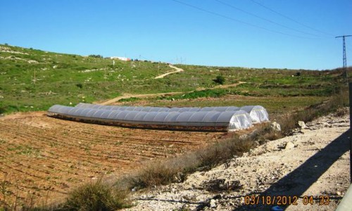 בעמק שילה ליד כביש 60 יש רצועת אדמה חקלאית שיש עליה סכסוך בעלות. אף על פי כן ועד להכרעת הדין בנידון הבית משפט באופן תמוה איפשר בית המשפט למתנחלים להמשיך לעבוד את החלקה הזאת. צילום הרב יחיאל גריינימן.