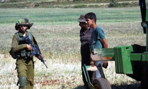 בתמונה: נהגי הטרקטורים אזוקים ממתינים שהצבא יאפשר לפאוזי להמשיך לקצור את אדמותיו.