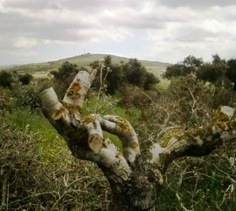 עצים כרותים בשדות פרעתא, צילום: זכריא סאדא, אפריל, 2011.